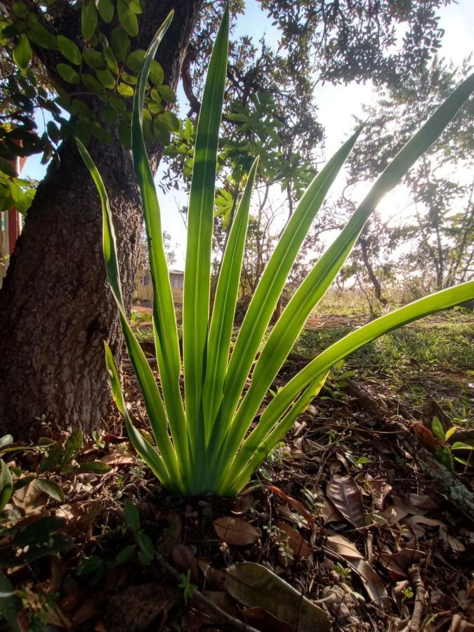 Chale Aconchegante, Pertinho Da Cidade E Conectada A Natureza Бразиліа Екстер'єр фото